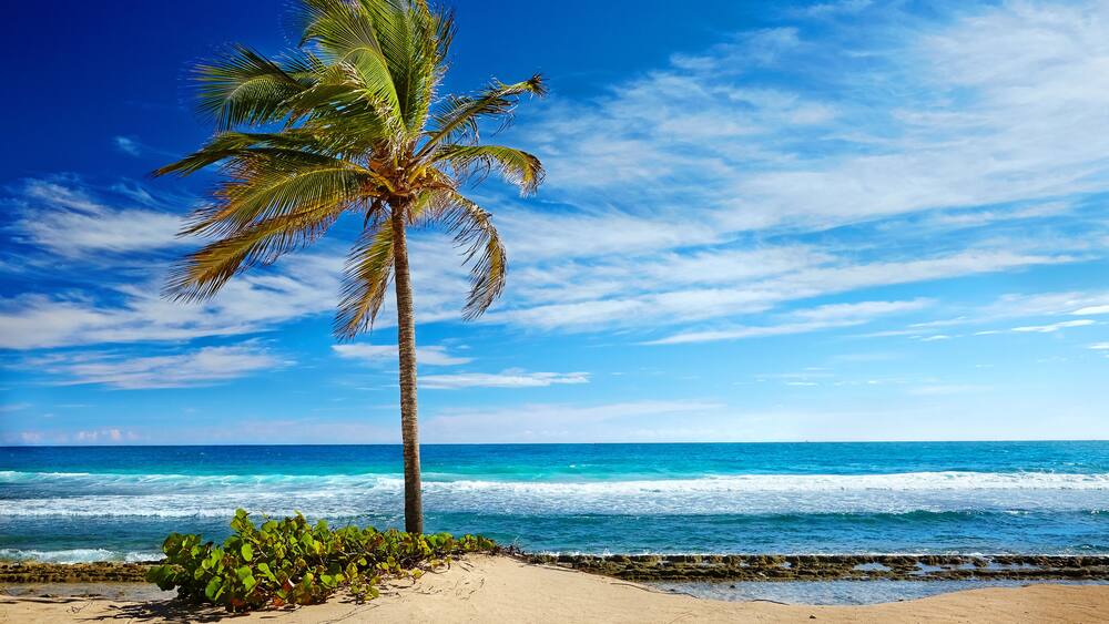 Eine Palme an einem sandigen Strand, im Hintergrund das Meer.