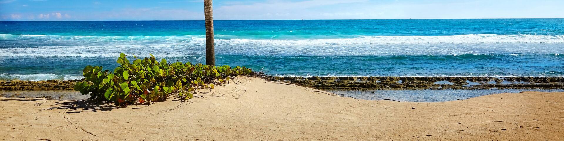 A palm tree on a sandy beach with the ocean in the background.