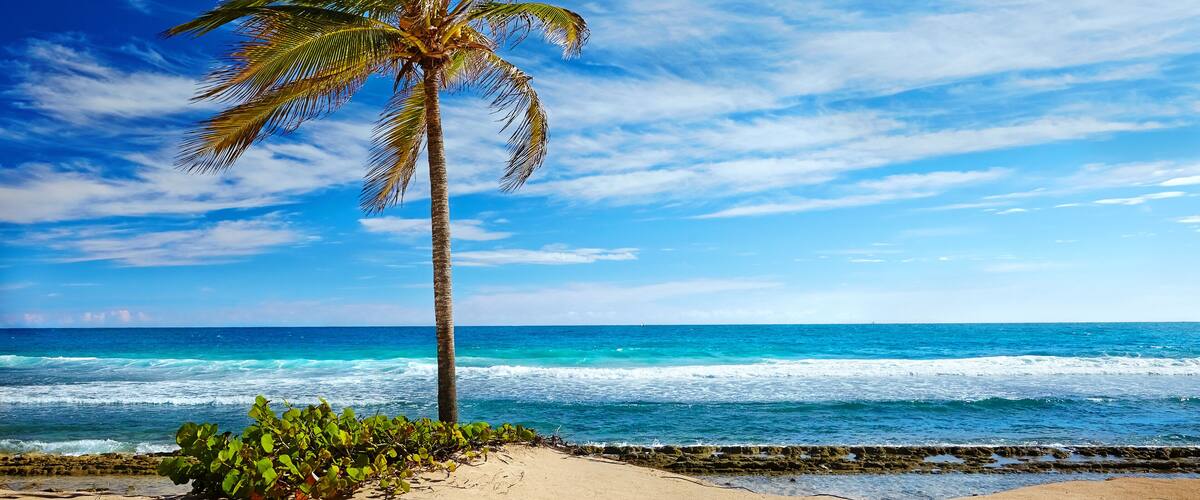 A palm tree on a sandy beach with the ocean in the background.