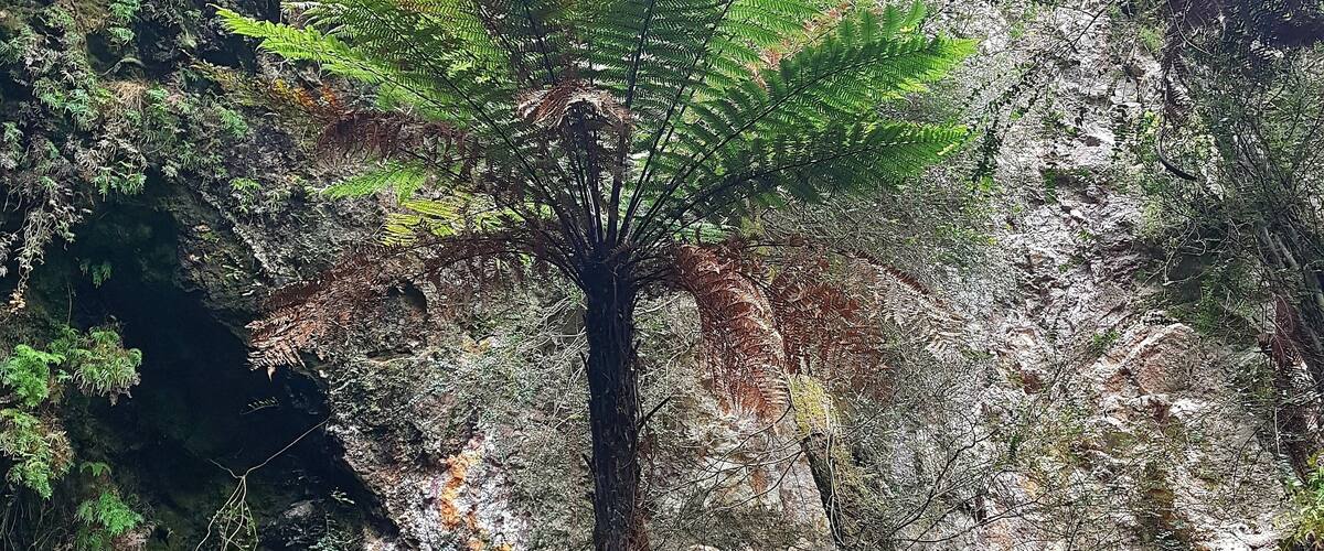 Tree fern! Stunning plant .