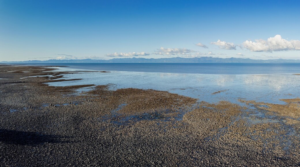 Shoreline of shells and low tide mudflats of the Firth of Thames,, Miranda, Auckland, New Zealand.