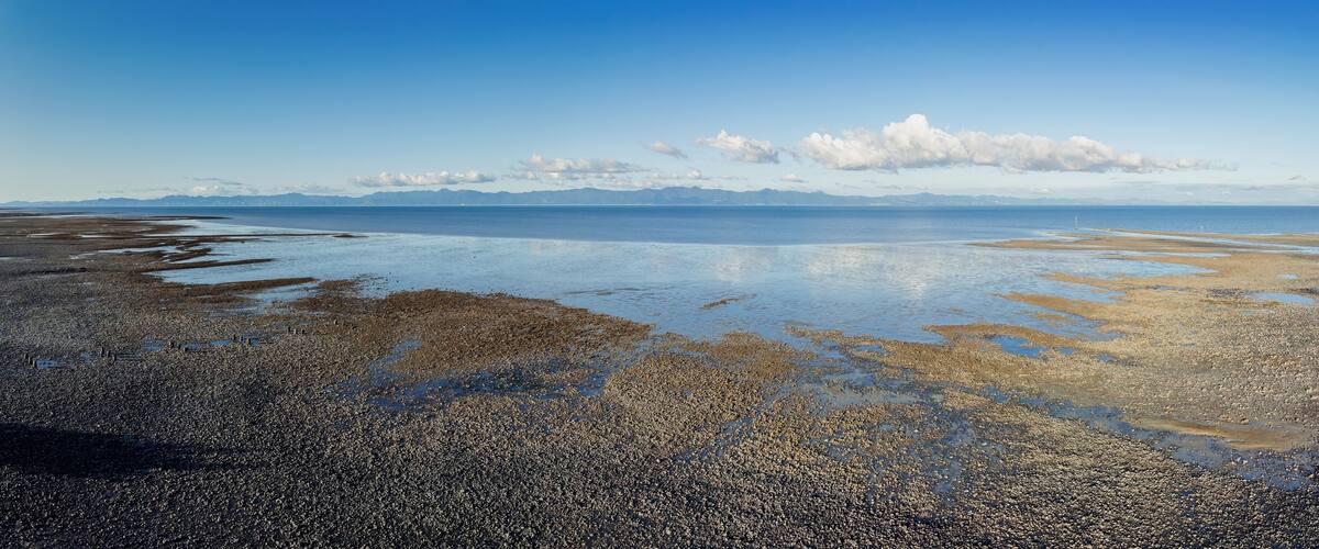 Shoreline of shells and low tide mudflats of the Firth of Thames,, Miranda, Auckland, New Zealand.