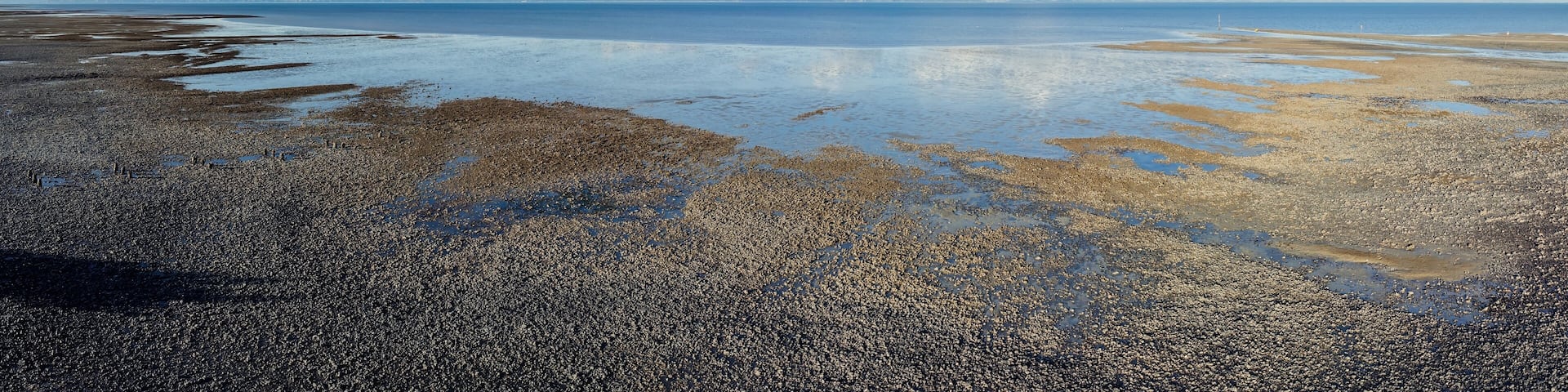 Shoreline of shells and low tide mudflats of the Firth of Thames,, Miranda, Auckland, New Zealand.
