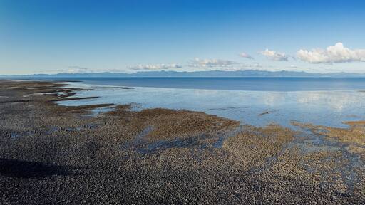 Shoreline of shells and low tide mudflats of the Firth of Thames,, Miranda, Auckland, New Zealand.