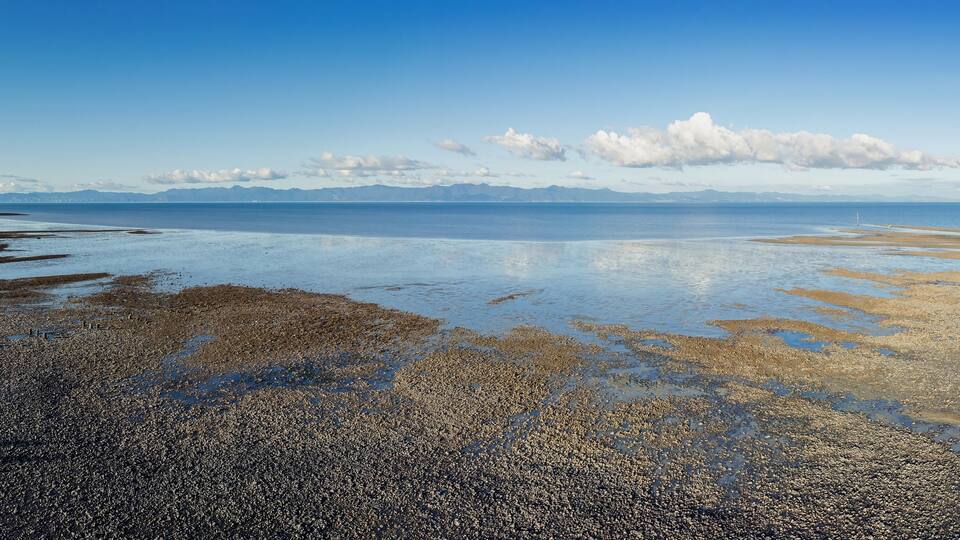 Shoreline of shells and low tide mudflats of the Firth of Thames,, Miranda, Auckland, New Zealand.