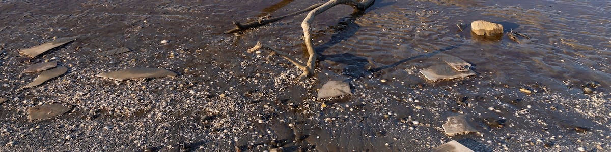 A rocky shoreline with a fallen tree and a distant mountain range.