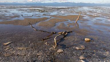 A rocky shoreline with a fallen tree and a distant mountain range.