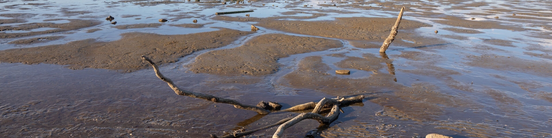 Low tide mudflats of the Firth of Thames,, Miranda, Auckland, New Zealand. The Coromandel Peninsula is in the distance