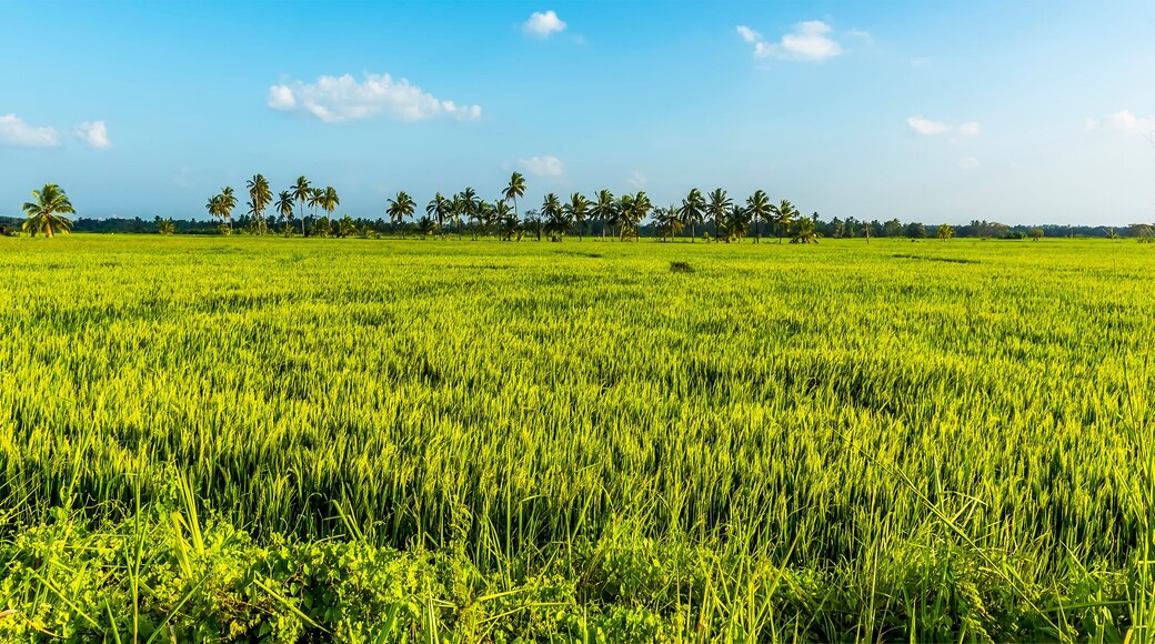 Distrito de Anuradhapura