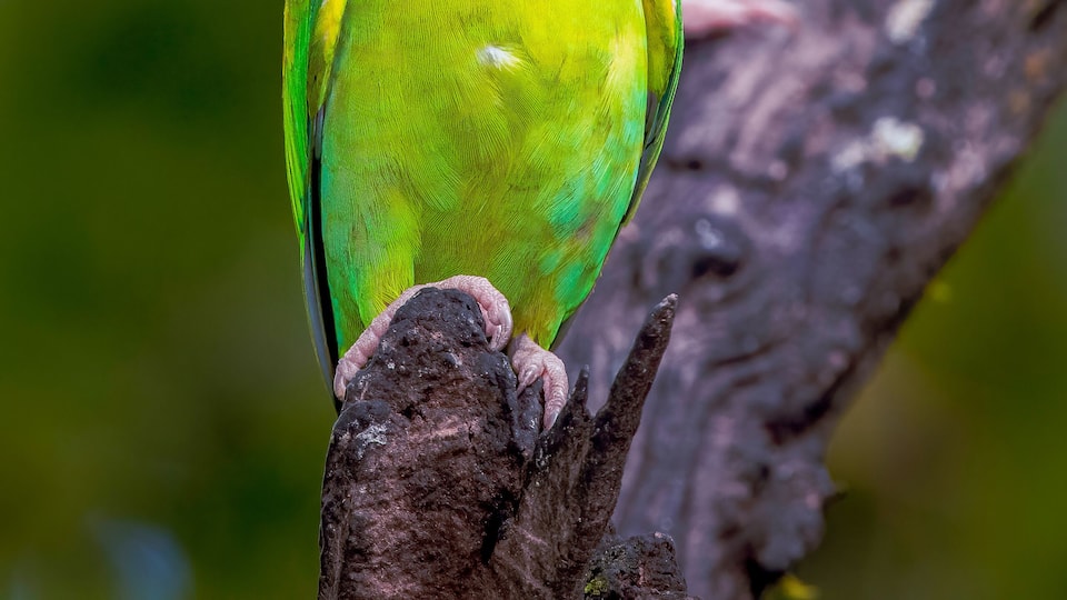 a small flock of parakeets rest on a branch