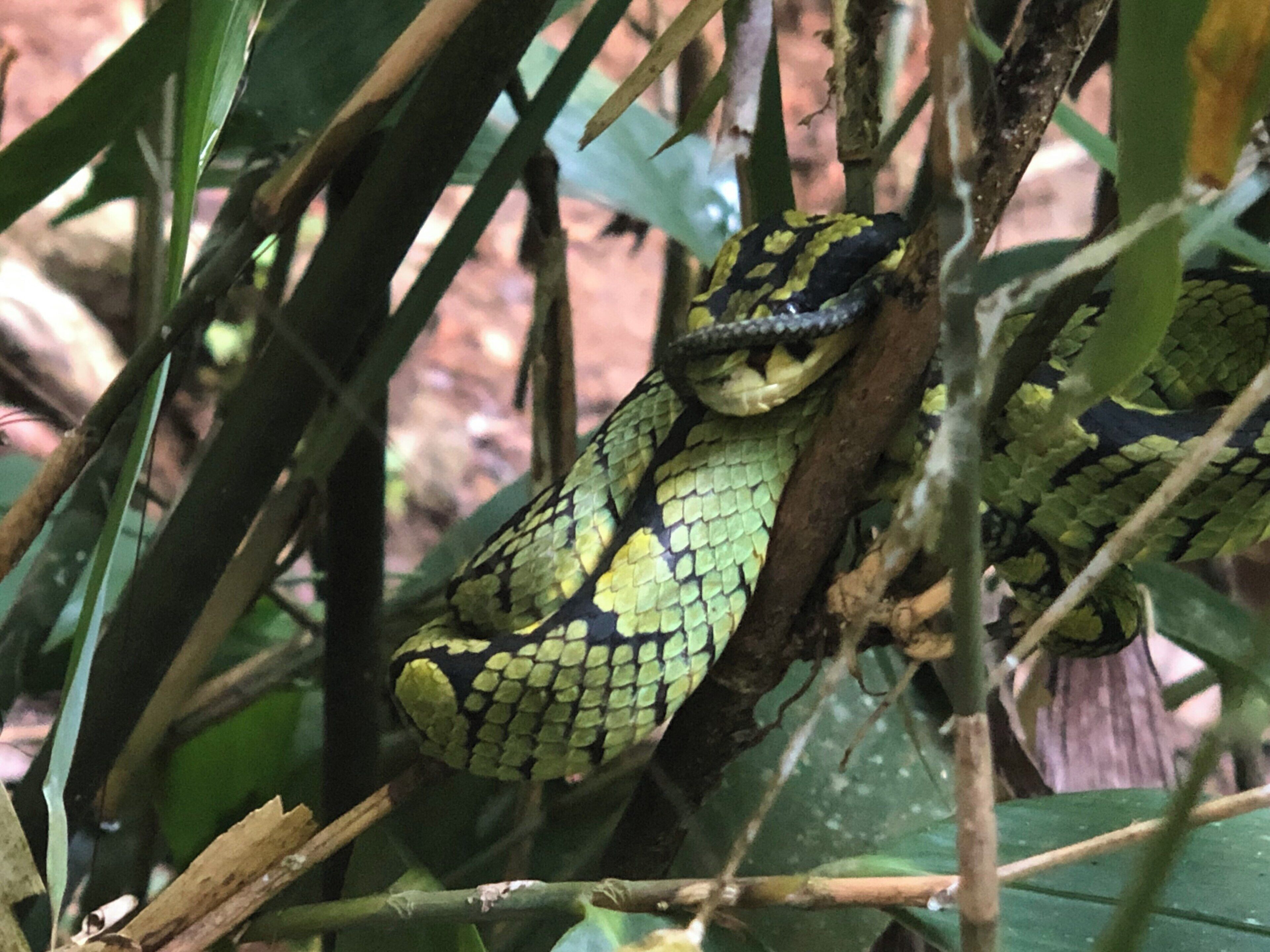 Spotted poisonous green viper
