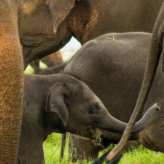 Baby elephant surrounded by its' herd. In Kaudulla National Park, Sri Lanka. The population peaks between August and December, with the best time being in August and September, for what is known as "The Gathering" as they make their pilgrimage to Minneriya, but you can see elephants the entire year!

For more places to see elephants in Sri Lanka see:http://monkeysandmountains.com/best-place-sri-lanka-see-elephants