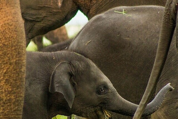 Ein junger Elefant mit erhobenem Rüssel, umgeben von erwachsenen Elefanten auf einer Wiese.