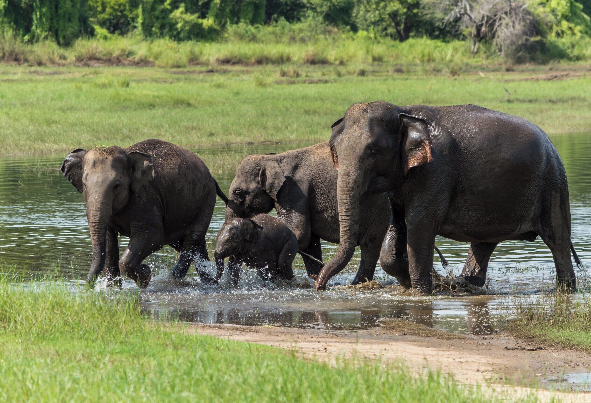 Minneriya National Park is located just few hours drive from Polonnaruwa. It is hard to see a variety of species in the park. Still, it is one of the promising parks for Elephant encounters. Best thing about Minneriya is the hundreds of elephants gather to the Minneriya Tank in every evening during the dry season. If you haven't got time to do Yala National Park or Wilpattu National Park, this is the best. It is just a 3-4h Safari.