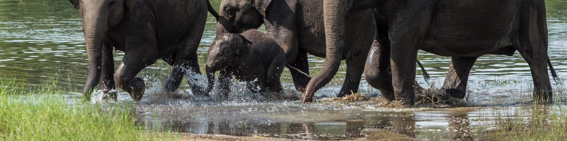 A group of elephants wading through a shallow water body in a grassy area.
