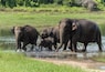 Minneriya nasjonalpark