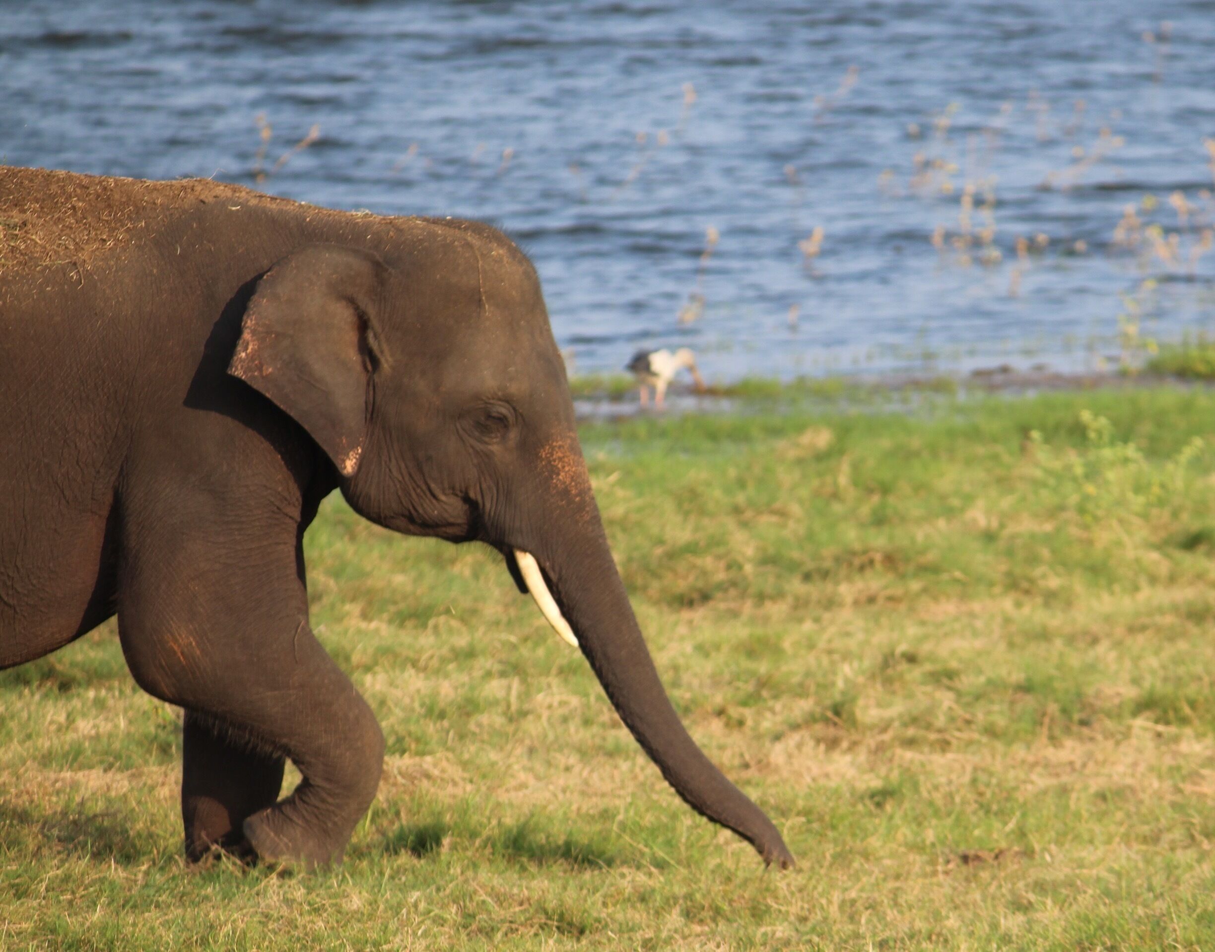 A Tusker on the national park