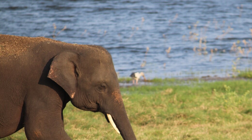 A Tusker on the national park