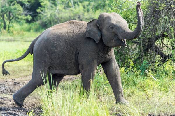 The giant didn't seemed to be too pleased by the noise of the few safari jeeps around him near the Minneriya lake. He fled into the dense forest nearby. It seems like the increasing number of the vehicles entering the national park disturbs their usual life.