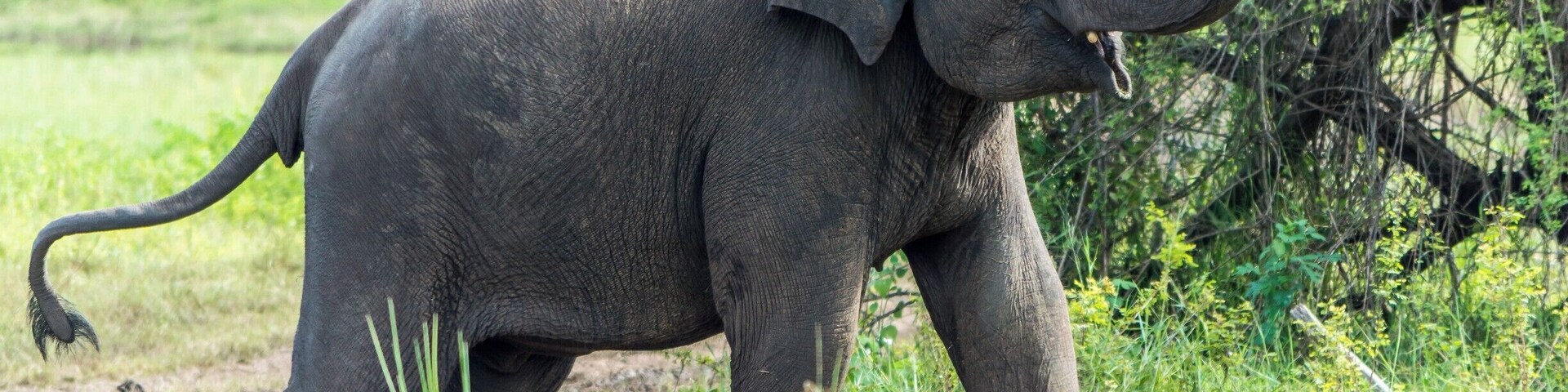 The giant didn't seemed to be too pleased by the noise of the few safari jeeps around him near the Minneriya lake. He fled into the dense forest nearby. It seems like the increasing number of the vehicles entering the national park disturbs their usual life.