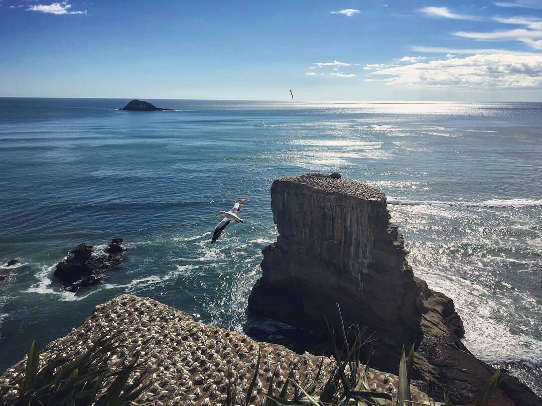Just 45 mins by car from Auckland is a large colony of breeding seagulls. How they all sit and nest on these large rocks, the sight is simply stunning. Be aware of the stench, though. :)

Muriwai Beach is my favourite West Coast beach along the Waitakere Range west of Auckland. 

#loveNZ #LifeatExpedia #naturalbeauty #beaches