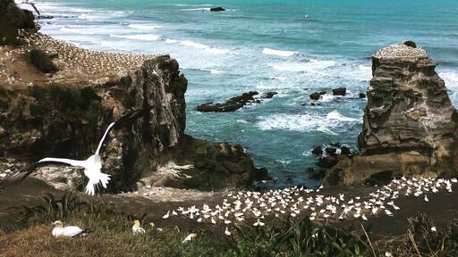 Nesting season 2016! #wildnature #birds #lifeatexpedia