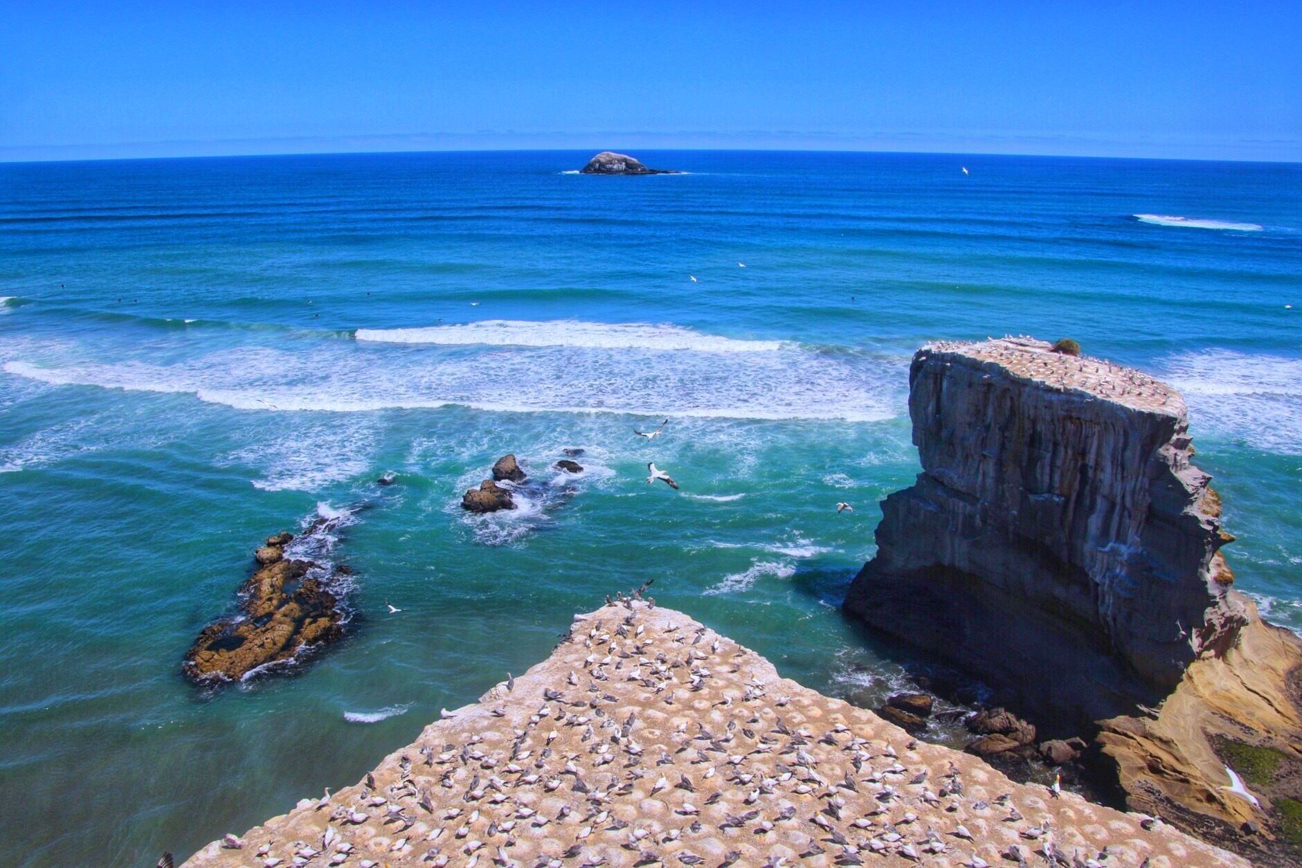 These incredible seabirds called gannets nest here each year providing their offspring with perfect wind conditions atop these cliffs to practice their flight. An incredible sight to see thousands of these birds gathered with the dramatic seascape as it’s background. An easy road trip from Auckland, this is not to be missed for nature lovers. 
#newzealand #birds #nature #roadtrip 