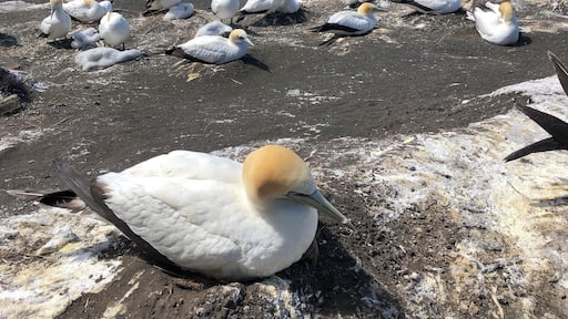 The Gannet colony in Muriwai is only one of the few places the Gannets nest in New Zealand.
#amazinganimals
#nature
#NewZealand