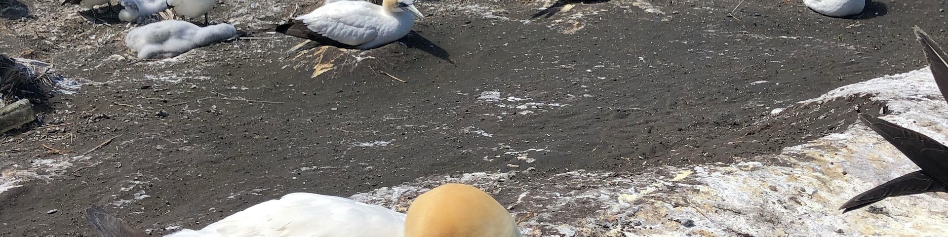 The Gannet colony in Muriwai is only one of the few places the Gannets nest in New Zealand.
#amazinganimals
#nature
#NewZealand