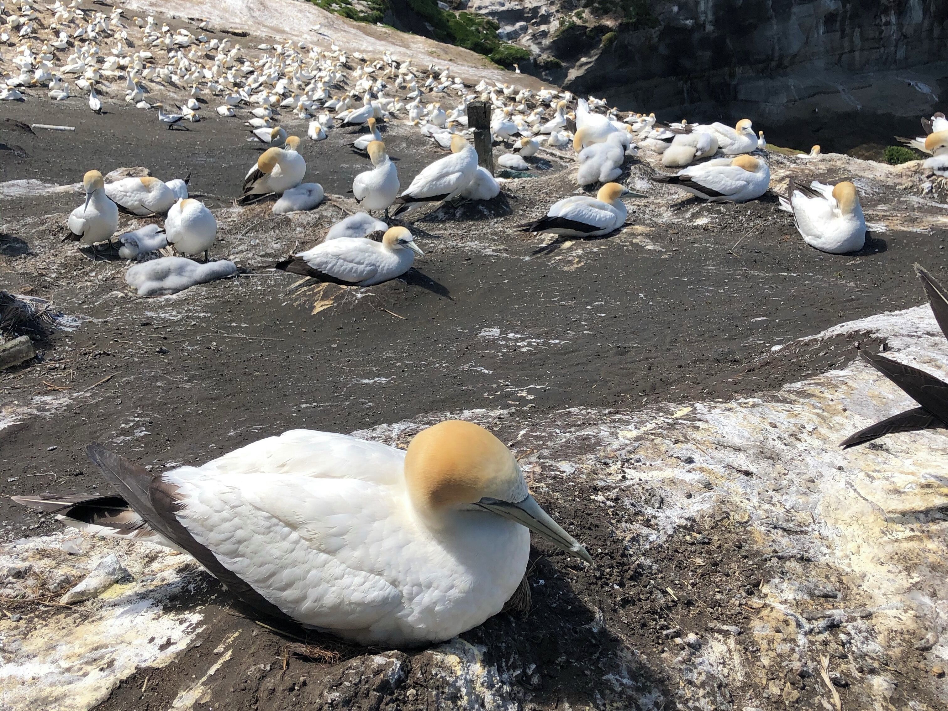 A rocky beach with numerous seabirds, including puffins and guillemots, resting on the ground.