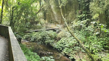 Swing bridge on the walk to the natural bridge