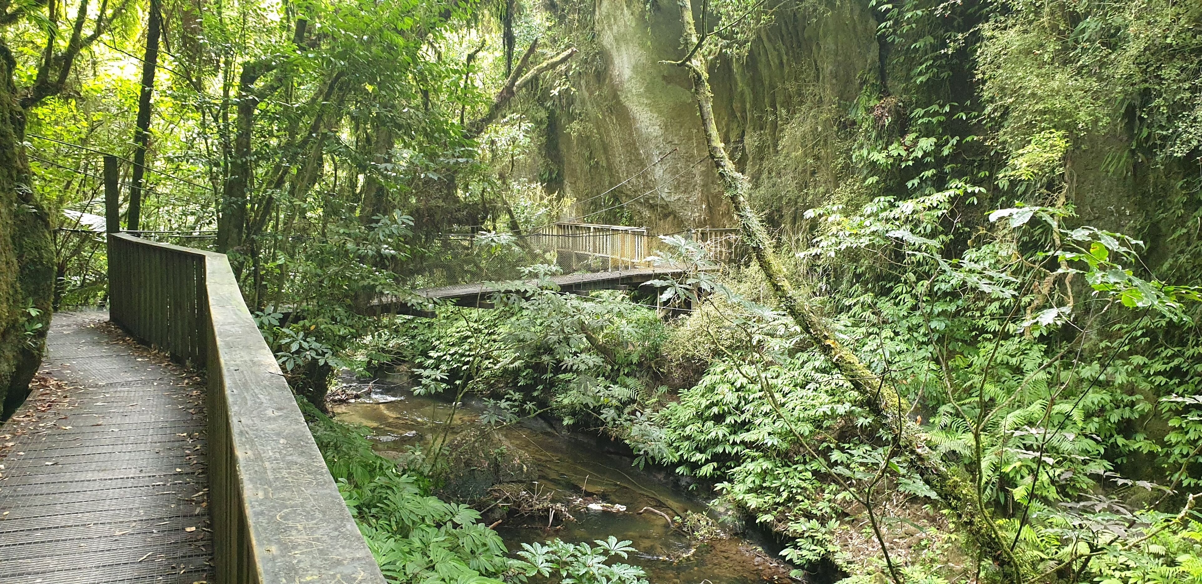 A wooden boardwalk beside a stream in a forested area with a bridge over the water.