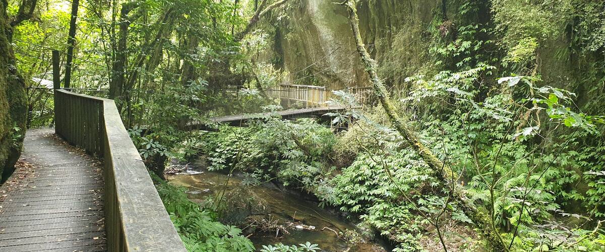 A wooden boardwalk beside a stream in a forested area with a bridge over the water.