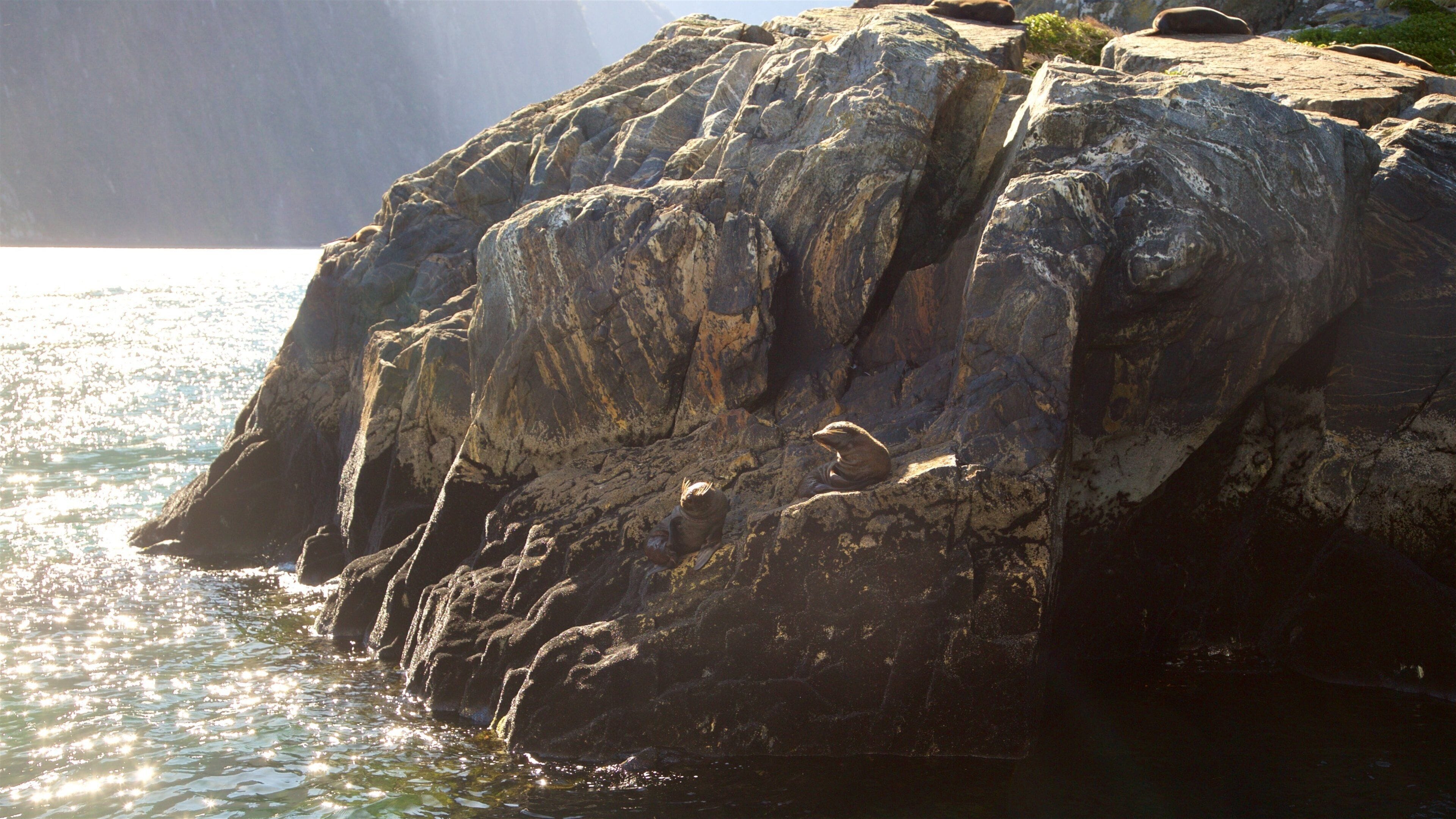 Fiordland National Park which includes marine life and rocky coastline