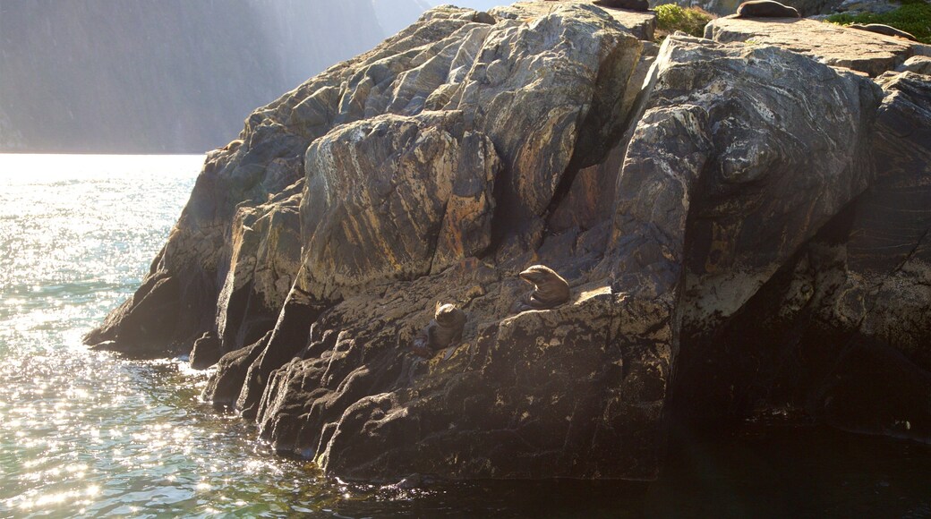 Fiordland National Park which includes marine life and rocky coastline
