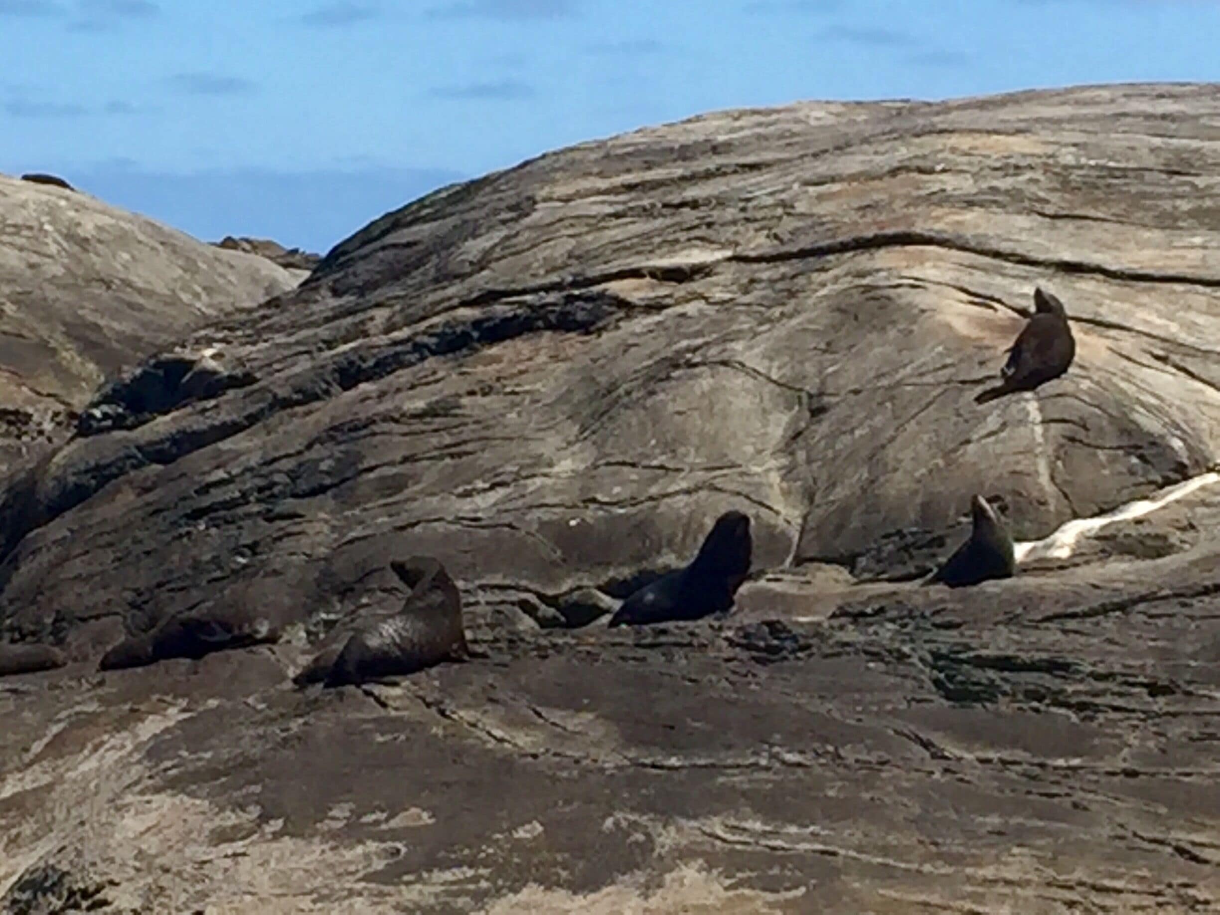 The Seals sunbathing in Doubtful Sound... This is where the sound opens up to the ocean and where the boat turns around. 