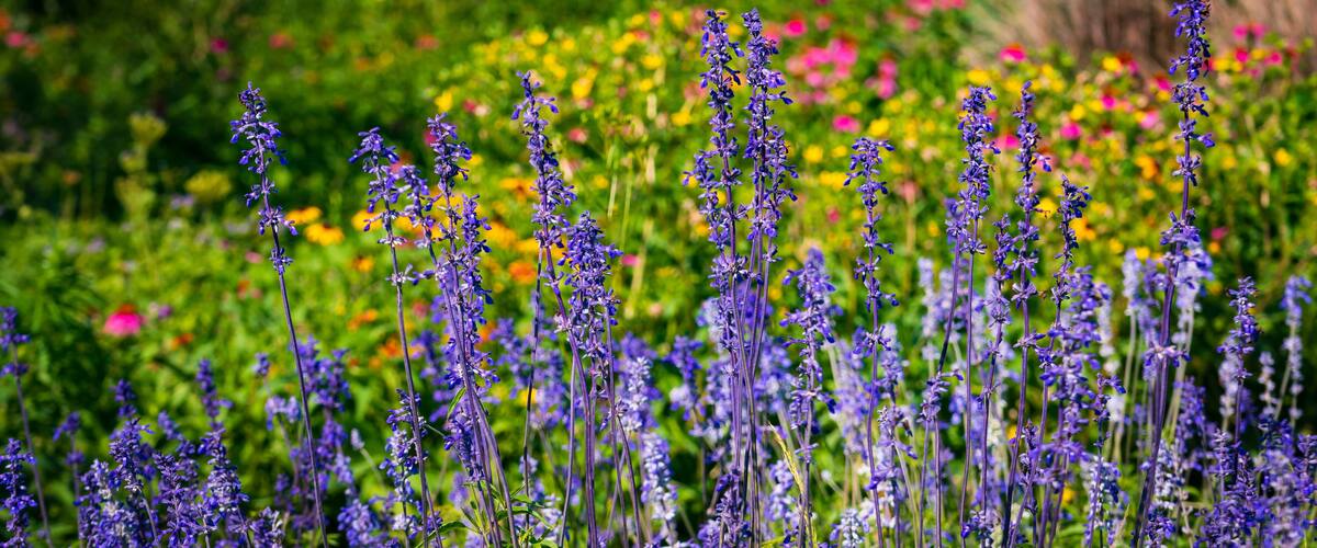Purple flowers in a garden with a variety of other colorful flowers in the background.