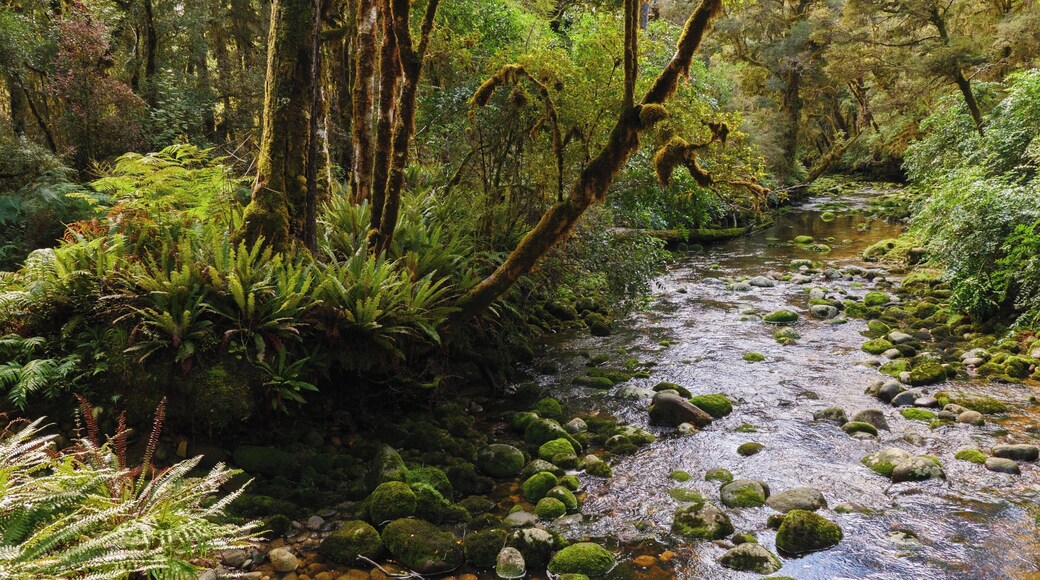 This photo is taken on The Old Ghost Road, an 85km single track mountain bike trail and walking path in the upper South Island of New Zealand.
more info here: tinyurl.com/y9m3nkmw
Video I made about riding the trail here: tinyurl.com/y7jnk9wl
The Old Ghost Road begins at Lyell - near the town of Murchison - and it ends on the West Coast at the small settlement of Seddonville. The Old Ghost Road traverses mountains, deep river gorges, dense forest and rough backcountry. It is remote, exposed, with alpine sections above the treeline. On a clear day, there are incredible views in every direction. The steep, jagged rocks and golden tussocky peaks are spectacular. #southisland #newzealand #oldghostroad #mountainbike #bikepacking #biketrail #forest #bush