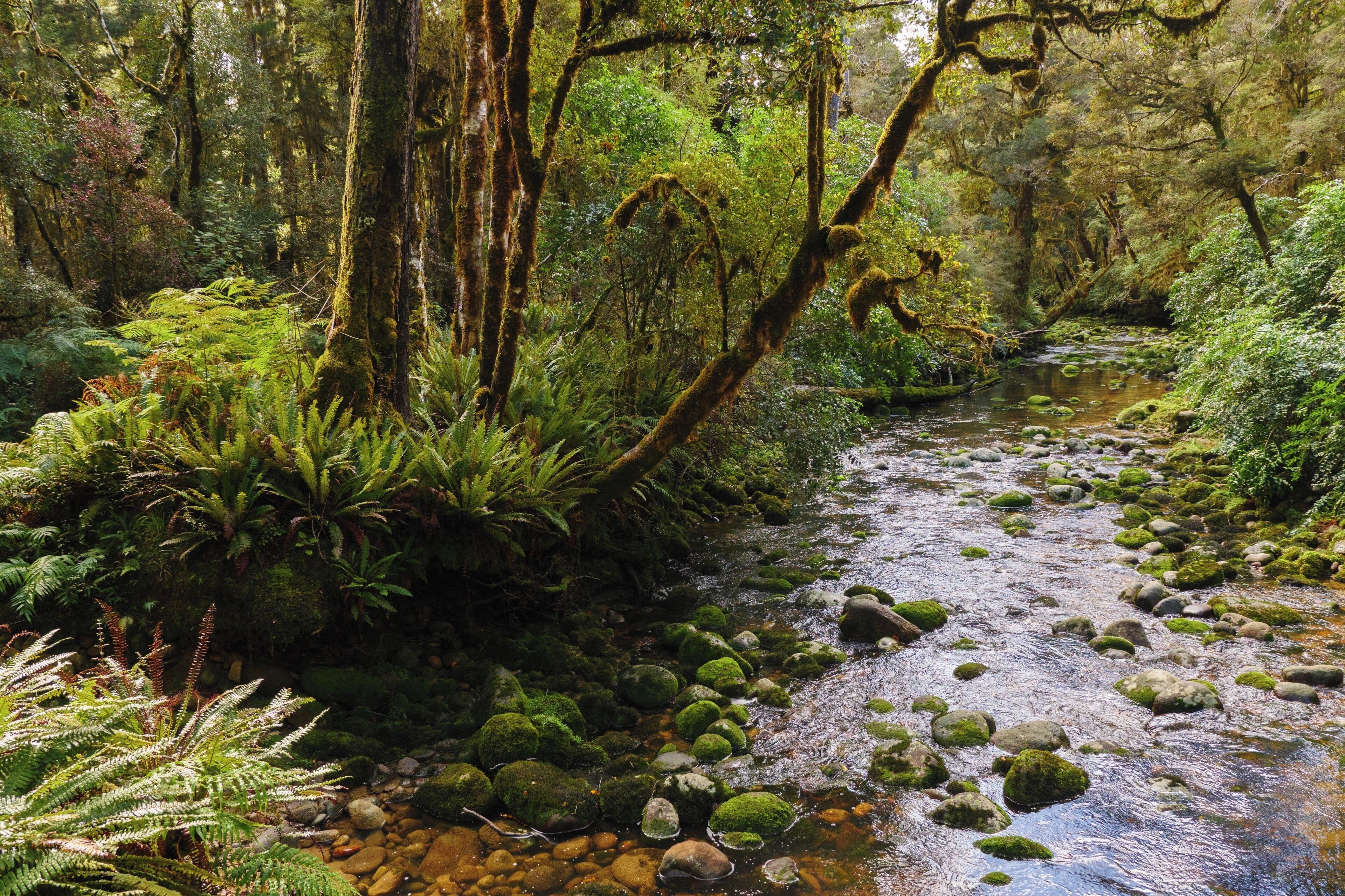 A forest stream with moss-covered rocks and ferns.