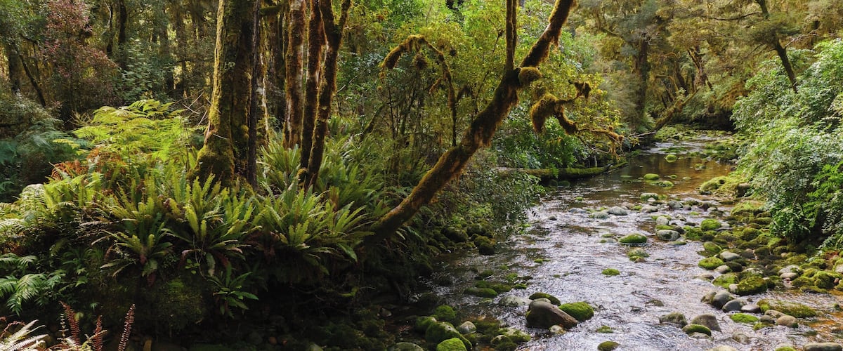 A forest stream with moss-covered rocks and ferns.