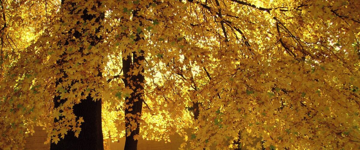 A forest with trees covered in yellow leaves.