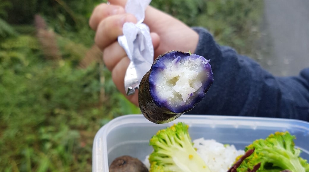 Patata Morada en Parque Nacional Manu. Peru