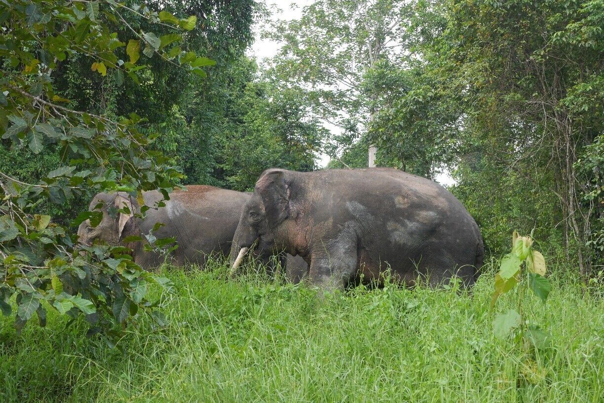 Kinabatangan District