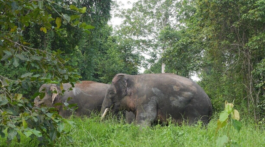 Kinabatangan District