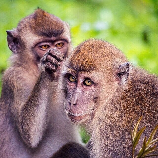 Families of Long tail and Pig tail monkeys congregate along the banks of the Kinabatangan River in the late afternoon and proceed to get up to all sorts of mischievous monkey business...  

#bathtime #grooming #wildlife #monkeys #LongTail #kinabatangan #sabah #borneo #malaysia