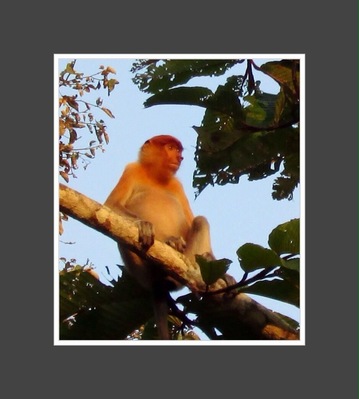 Proboscis Monkey  Sandakan, Malaysia Borneo