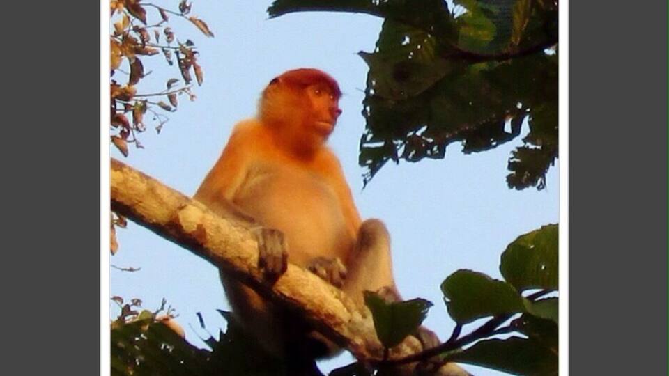 A monkey sitting on a tree branch.
