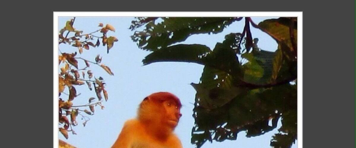 A monkey sitting on a tree branch.
