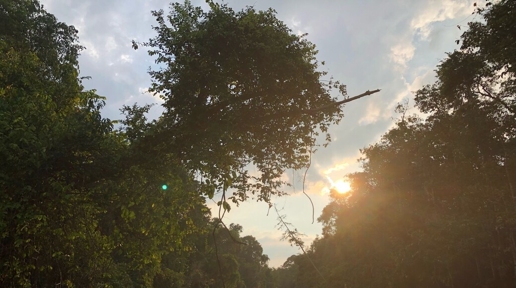 Cruising along the river in search of Borneo’s native animals. We spotted crocodiles, orangutans, proboscis monkeys, silver leaf monkeys, macaques, hornbills, eagles and even snakes along the river. This jungle tour was amazing and I would highly recommend it to anyone who is a wildlife lover! #GreatOutdoors #nature