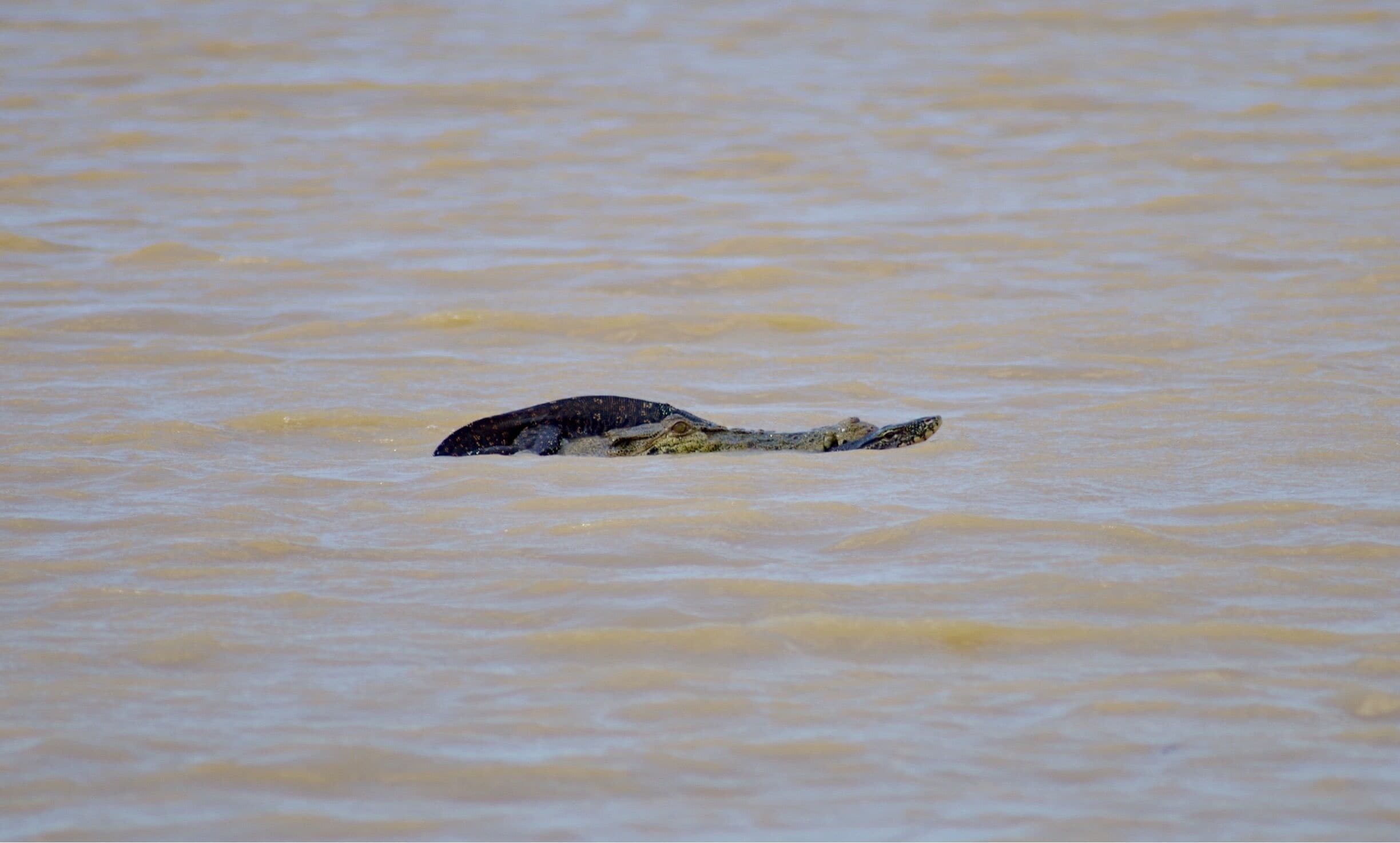 Capturing a crocodile with a monitor lizard in its mouth on the Kinabatangan River was a highlight of my trip to Borneo. Didn’t expect to see a crocodile let alone see it hunting in its natural habitat! #nature